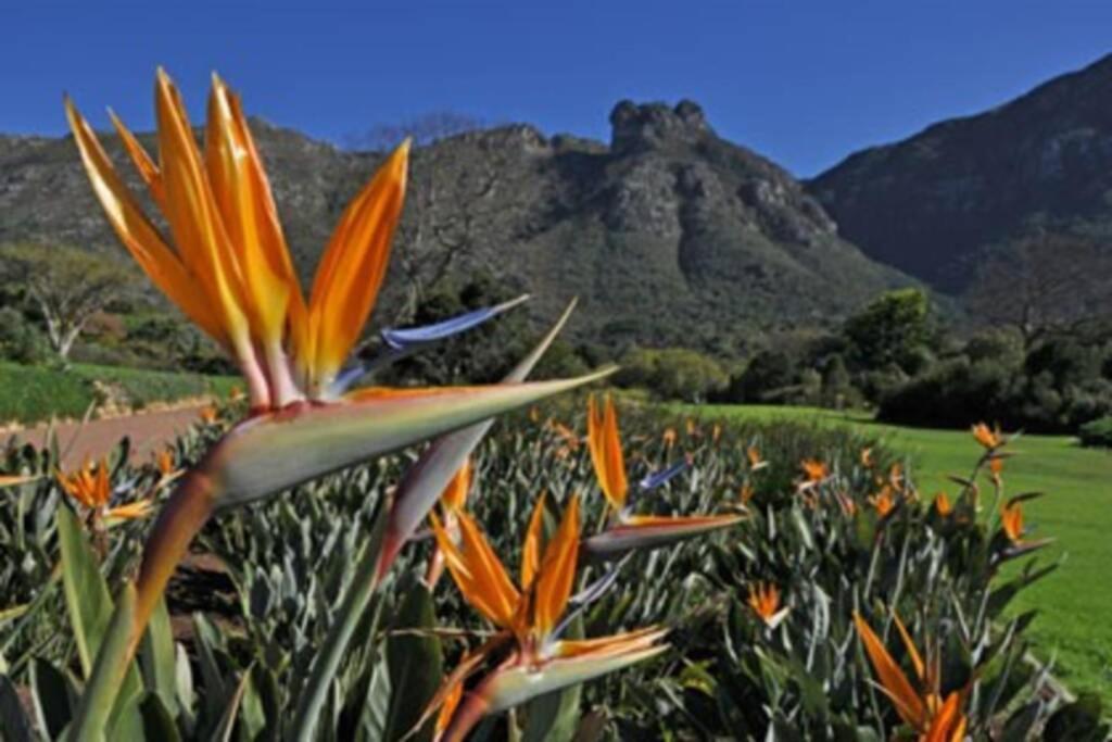 The Paragon Solo Modern Deluxe Central To Cape Town Bagian luar foto